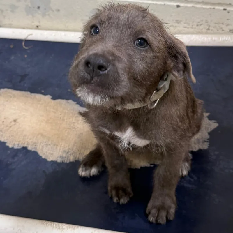 A baby small-sized male Gray / Blue / Silver Terrier dog named Tuscstray_ for adoption in Tuscaloosa, AL