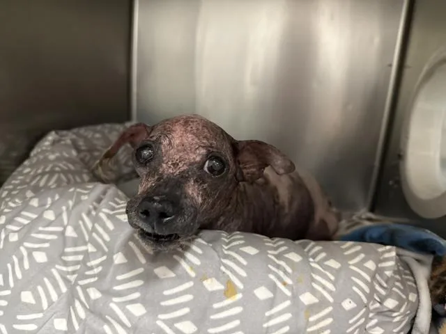 A senior small-sized female Poodle dog named Annie for adoption in Thousand Palms, CA