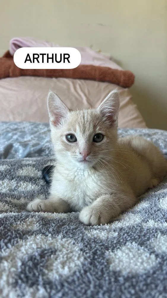 An adult medium-sized male Domestic Short Hair cat named Arthur for adoption in Gardena, CA
