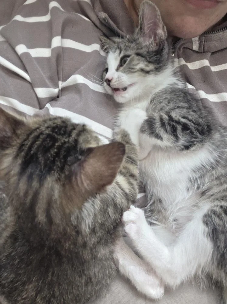 A baby small-sized female Domestic Short Hair cat named Dahlia for adoption in Chicago, IL