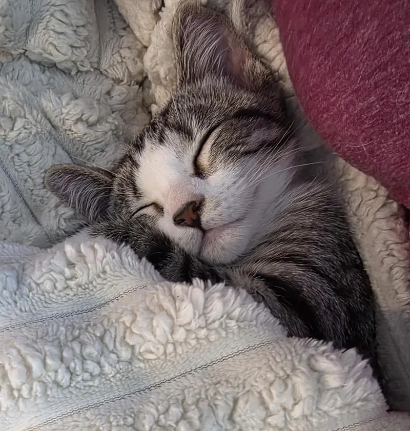 Dahlia thumbnail 3