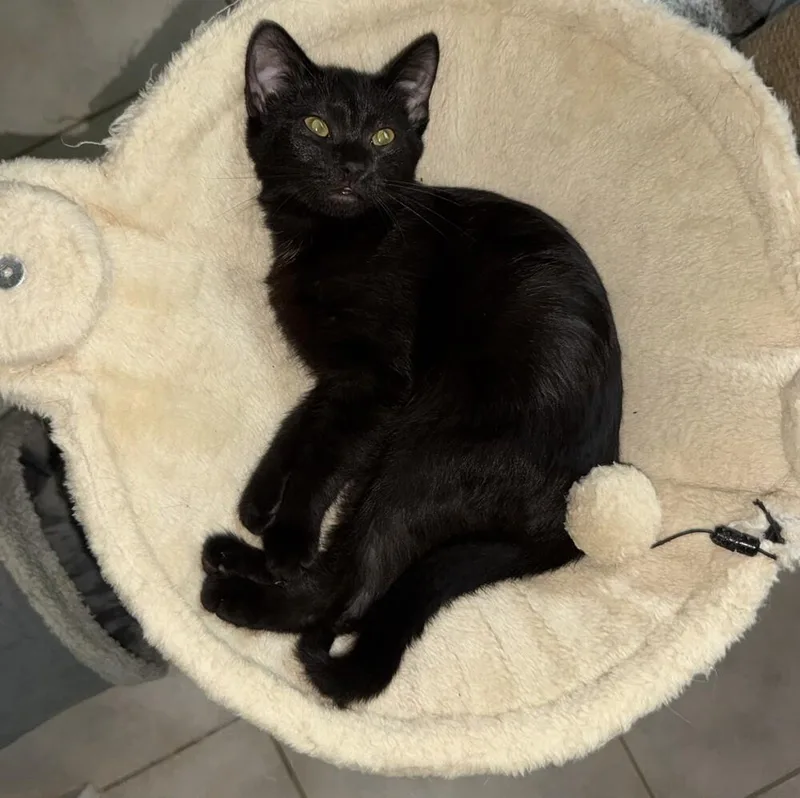 Luella