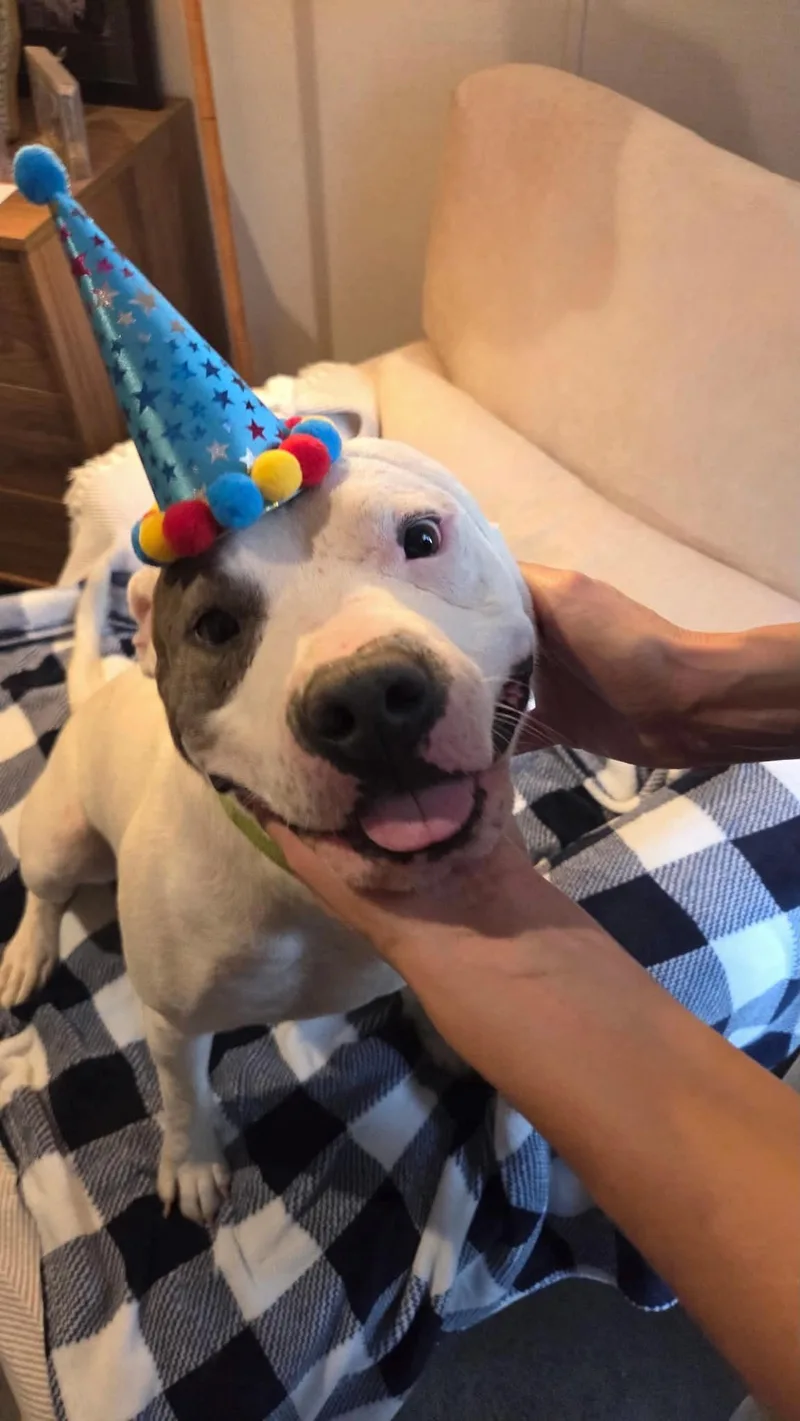 An adult large-sized male White / Cream American Bulldog dog named Conway for adoption in Houston, TX