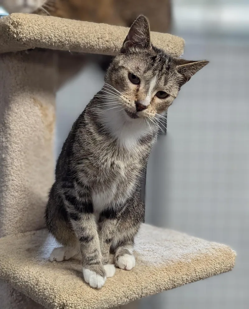 An adult medium-sized male Tabby (Gray / Blue / Silver) Domestic Short Hair cat named Gup for adoption in Beaverton, OR