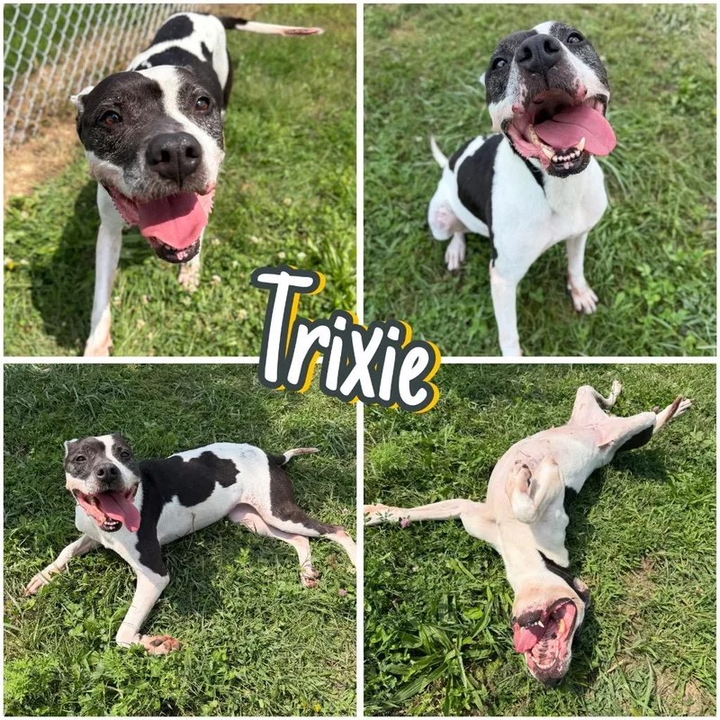 Trixie