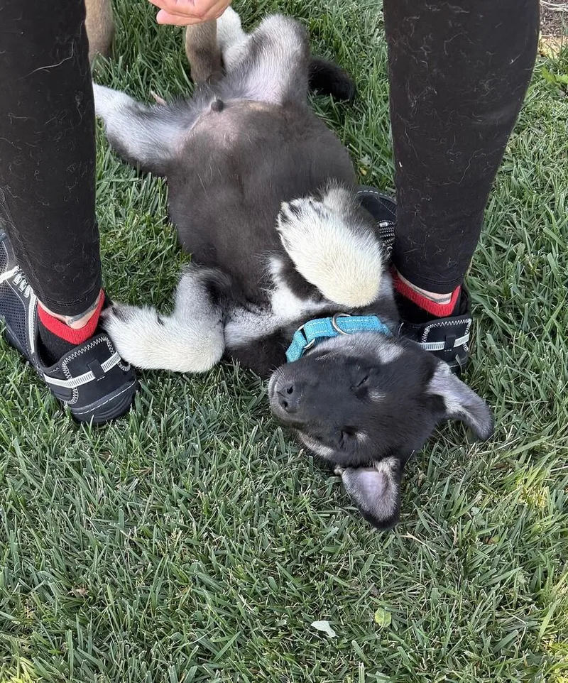 Puppy Drifter