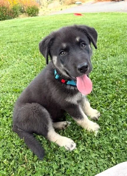 Puppy Drifter thumbnail 2