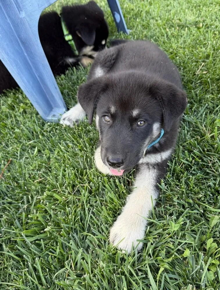 Puppy Drifter thumbnail 4