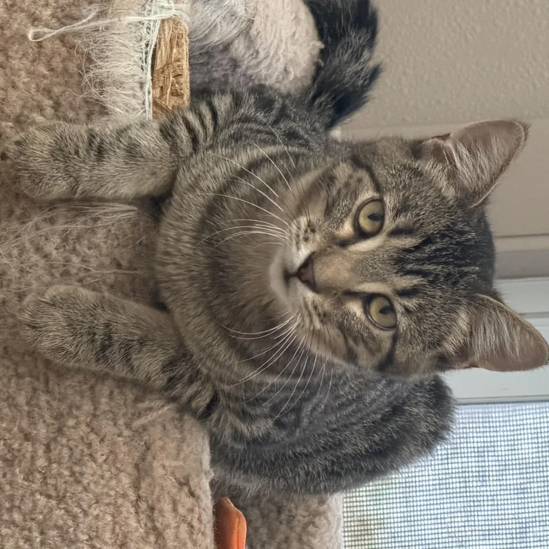 A young medium-sized male Tabby (Brown / Chocolate) Domestic Short Hair cat named Ben for adoption in Carthage, IL