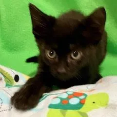 A baby medium-sized male Black Domestic Short Hair cat named Picasso for adoption in Green Valley, AZ