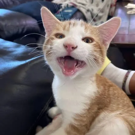 A baby medium-sized male Tabby (Orange / Red) Domestic Short Hair cat named Leon for adoption in Blackfoot, ID