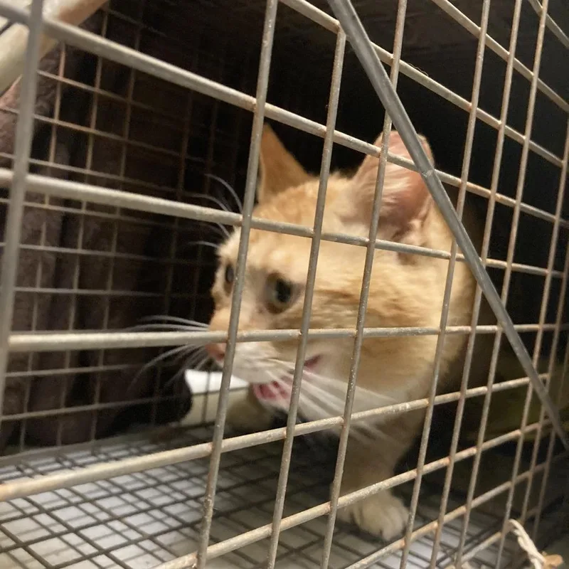 An adult medium-sized male Orange / Red Domestic Short Hair cat named Greenbo for adoption in Charlottesville, VA