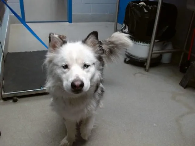 An adult medium-sized female Husky dog named Amber for adoption in Albuquerque, NM