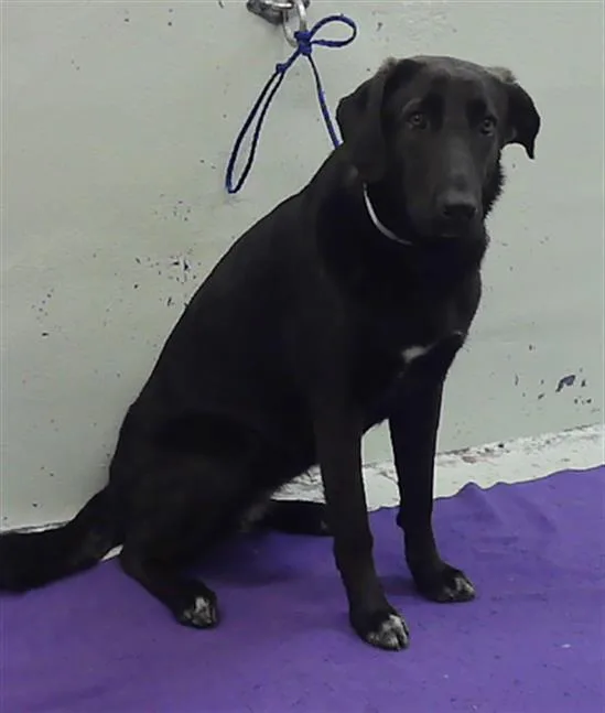 A young large-sized female Labrador Retriever dog named Sunflower for adoption in Houston, TX