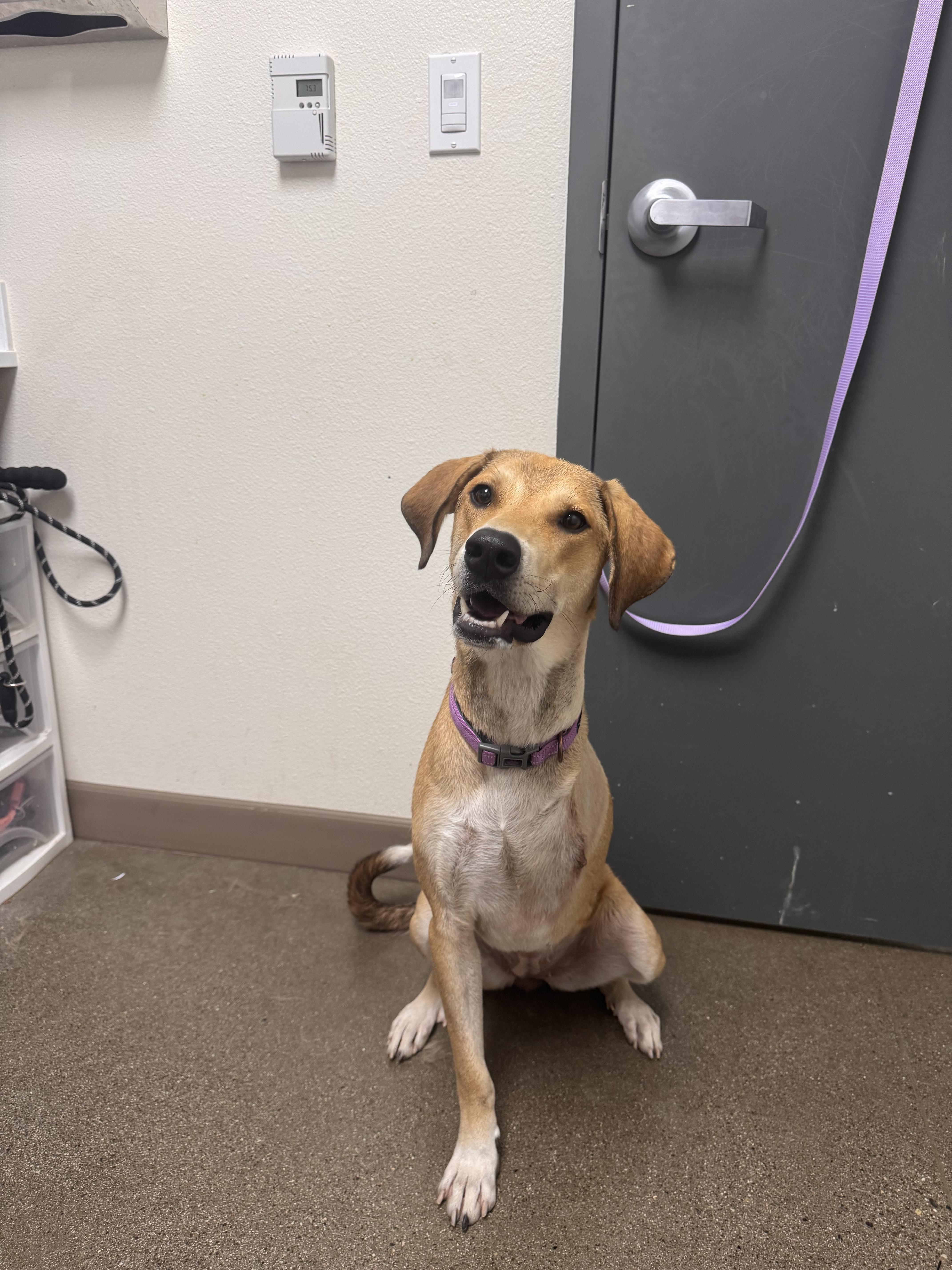 An adult large-sized female English Coonhound dog named Sandy for adoption in Chico, CA