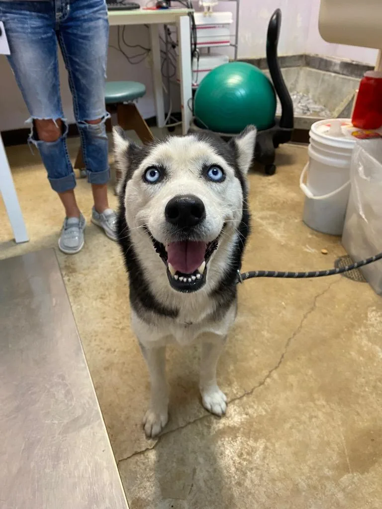 A young large-sized female Siberian Husky dog named Dolly for adoption in New Braunfels, TX