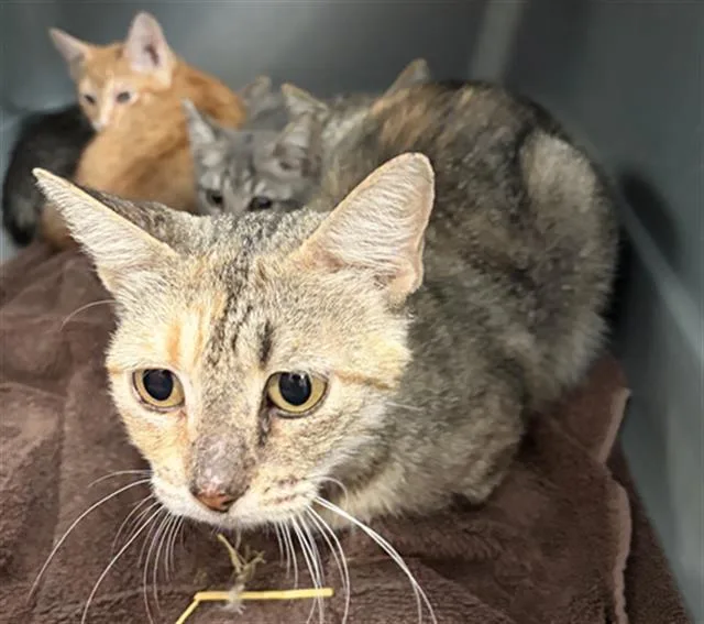 An adult medium-sized female Domestic Short Hair cat named Fifona for adoption in Dallas, TX