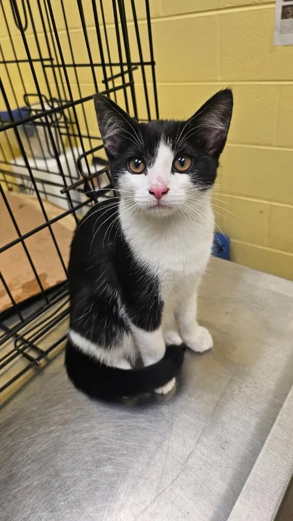 A baby small-sized female Domestic Short Hair cat named Cookies N Cream Bar for adoption in Crossville, TN