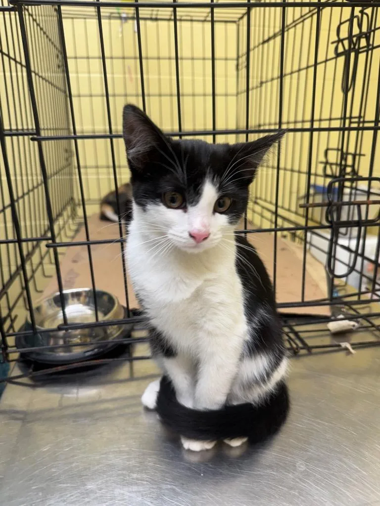 Cookies N Cream Bar thumbnail 2