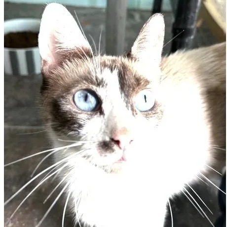 An adult medium-sized female Seal Point Siamese cat named Jen for adoption in Santa Rosa, CA