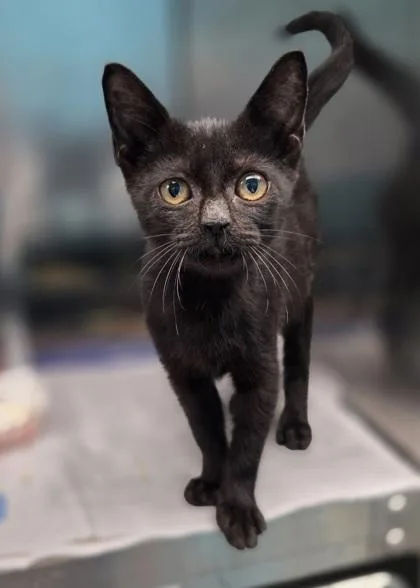 A baby small-sized male Domestic Short Hair cat named Truffle for adoption in Westland, MI