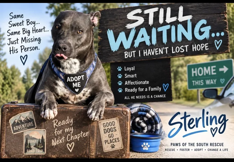 Sterling thumbnail 4