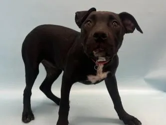 A baby large-sized female Labrador Retriever dog named Minnie for adoption in Woodbury, MN