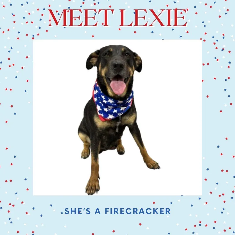 A young medium-sized female Bicolor Labrador Retriever dog named Lexie for adoption in Alvin, TX
