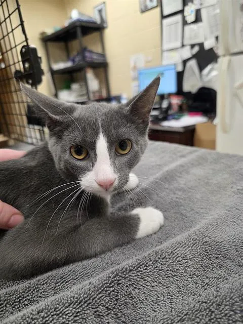 A baby small-sized male Domestic Short Hair cat named Rhett for adoption in Aliquippa, PA
