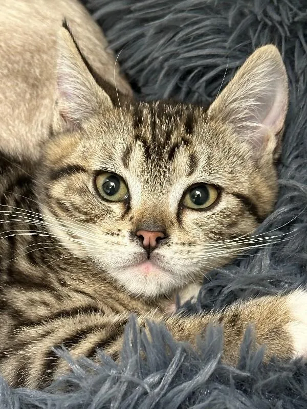 A young medium-sized male Tabby (Tiger Striped) Domestic Short Hair cat named LilTuck for adoption in Haines, AK