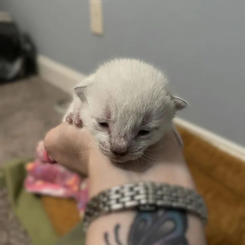 A baby medium-sized female White Domestic Short Hair cat named Clarabell for adoption in Blairsville, GA