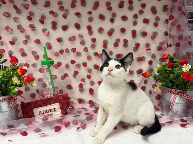 A baby small-sized female Domestic Short Hair cat named Honey for adoption in Fairfield, CA