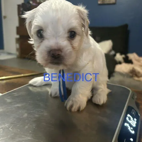 Benedict Bridgerton thumbnail 2