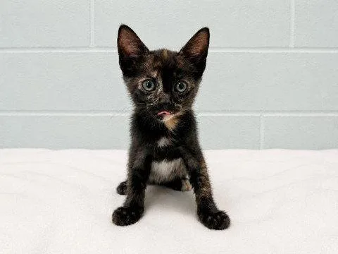 A baby small-sized female Domestic Short Hair cat named Space Race for adoption in Tavares, FL