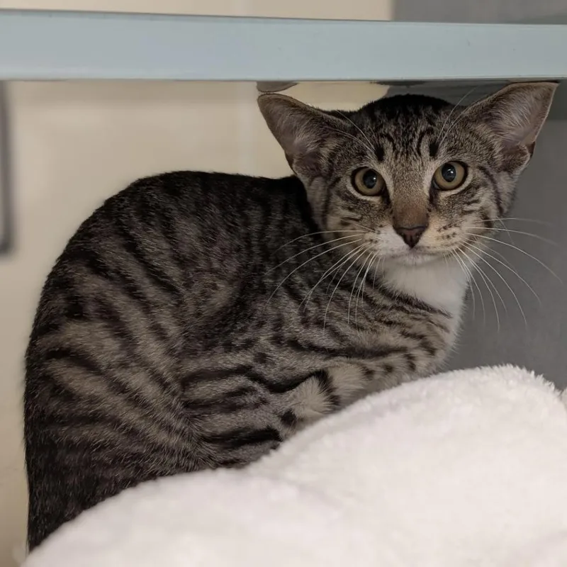 A young medium-sized male Gray / Blue / Silver Domestic Short Hair cat named Flash for adoption in Buchanan Dam, TX