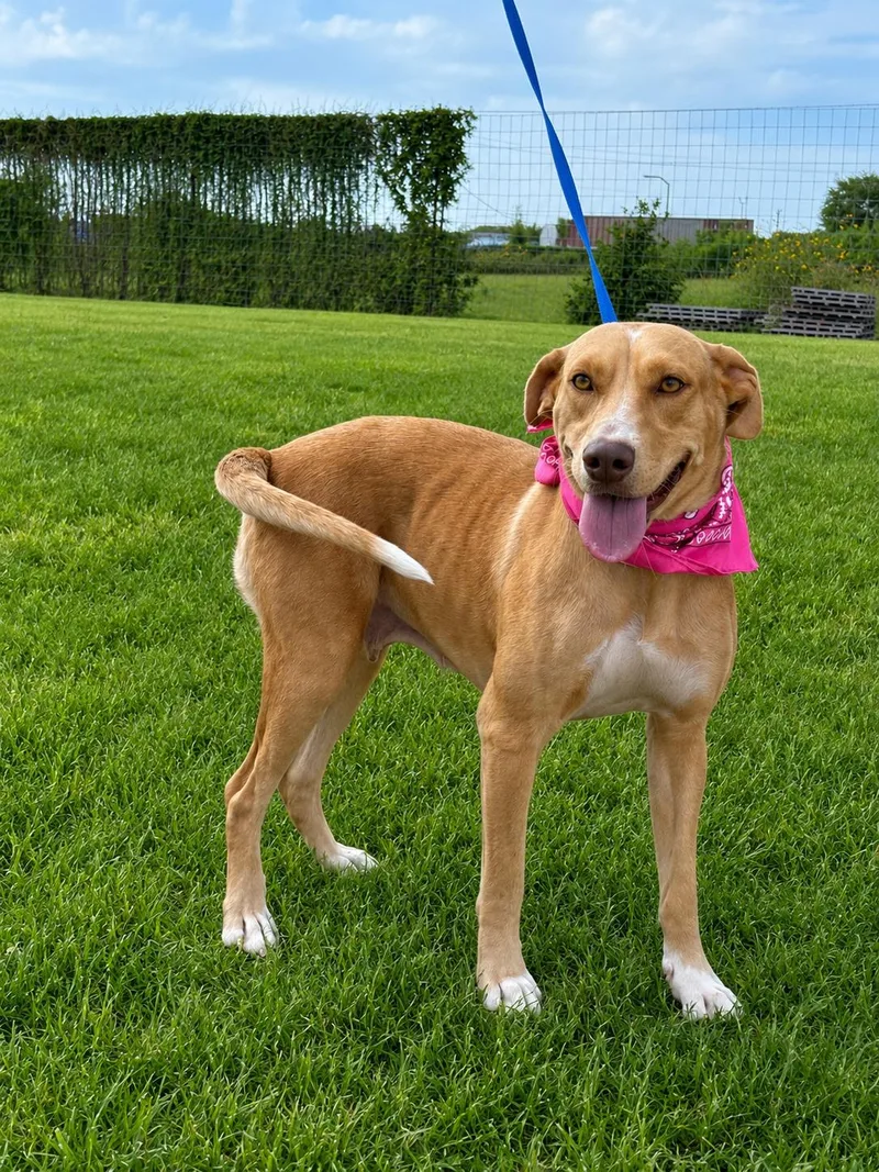 A young medium-sized female Labrador Retriever dog named Poppy for adoption in Willington, CT