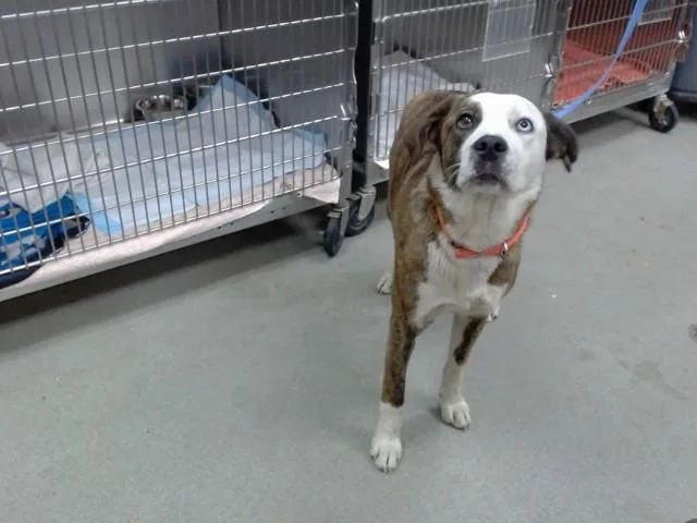 An adult large-sized female Pit Bull Terrier dog named Debs for adoption in Salinas, CA