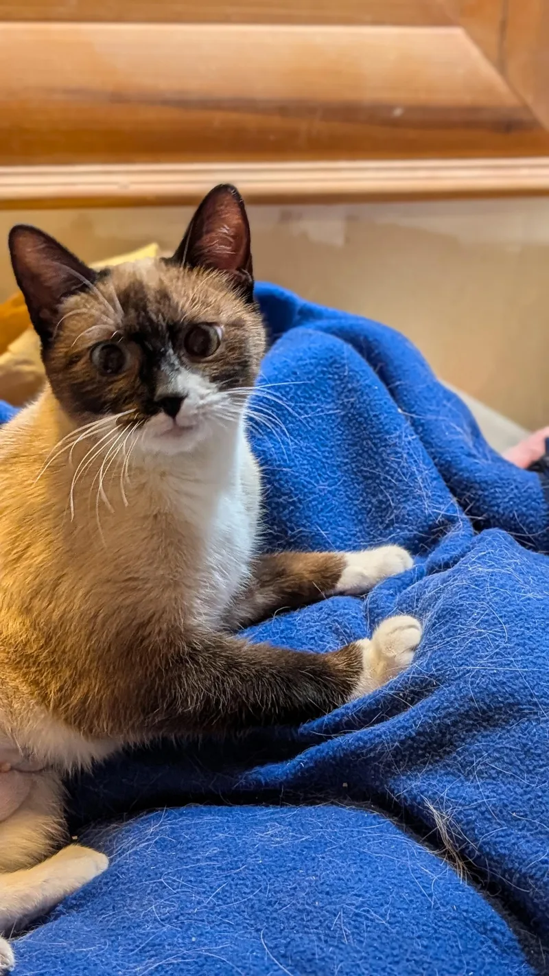 An adult medium-sized female Chocolate Point Siamese cat named Suki for adoption in Pena Blanca, NM