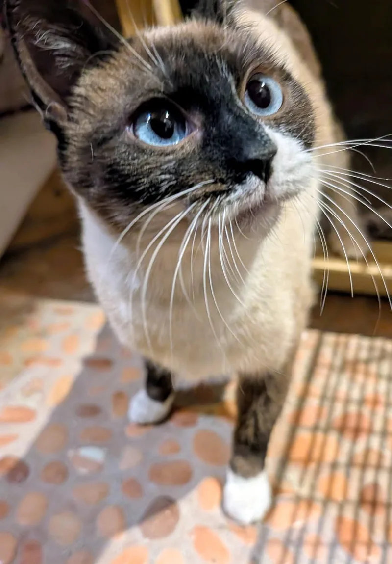 Suki thumbnail 2