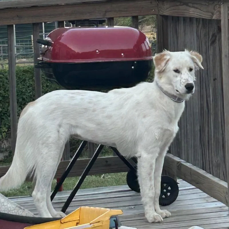 A young extra large-sized female White / Cream Great Pyrenees dog named Billie for adoption in Montgomery, TX