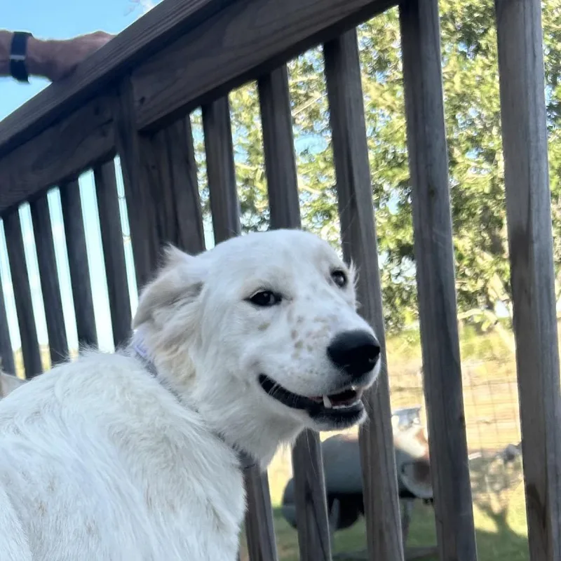 Billie thumbnail 3