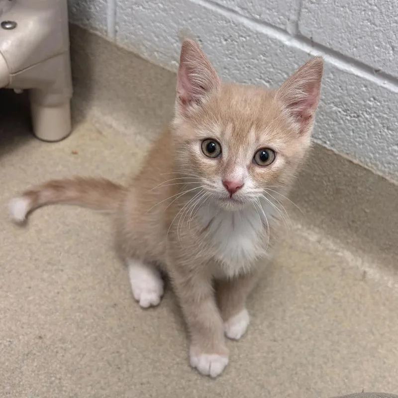 A baby small-sized male Buff / Tan / Fawn Domestic Short Hair cat named Buster for adoption in Marshall, VA