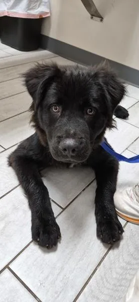 A young medium-sized male Labrador Retriever dog named Ic Huck for adoption in Lawrenceville, GA