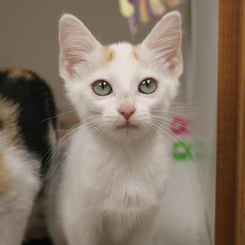 A baby small-sized female White Domestic Short Hair cat named Jasper for adoption in Champaign, IL