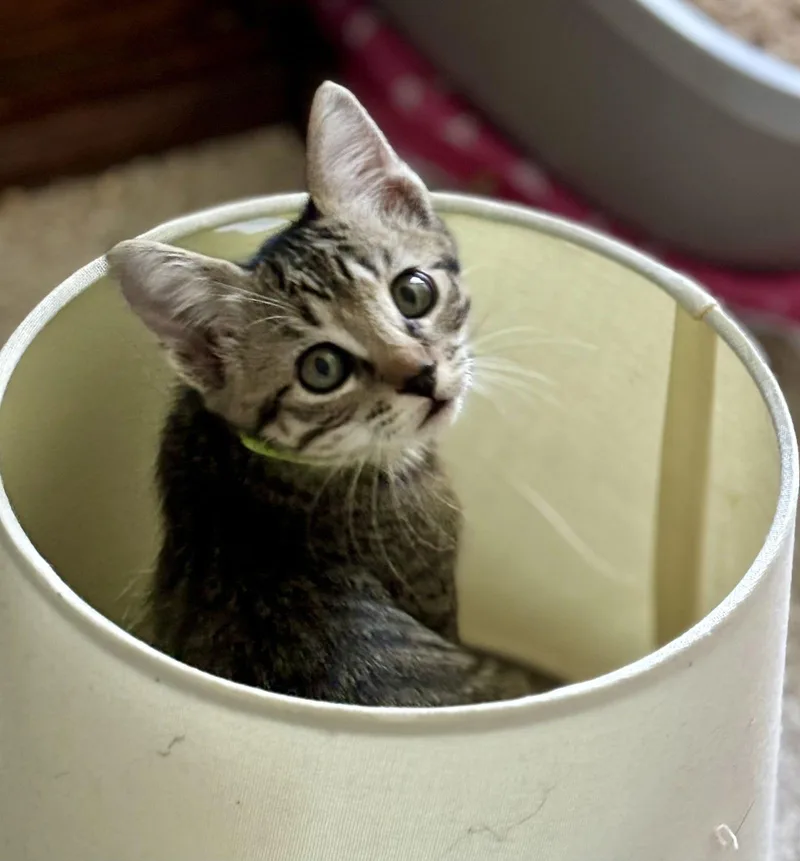 Marigold thumbnail 2