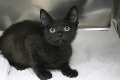 A baby small-sized male Domestic Short Hair cat named Carl for adoption in Brunswick, GA