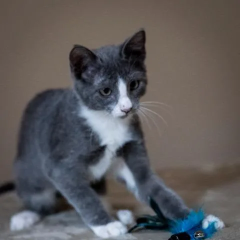 A baby small-sized male Gray / Blue / Silver Domestic Short Hair cat named Sterling for adoption in Las Cruces, NM