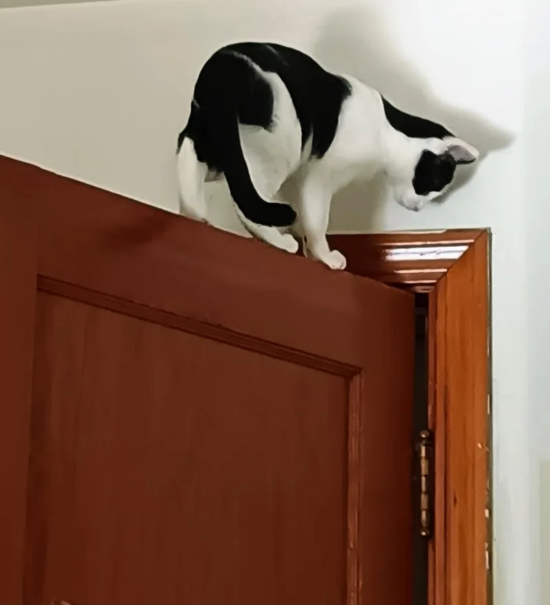 Jackie Chan thumbnail 3