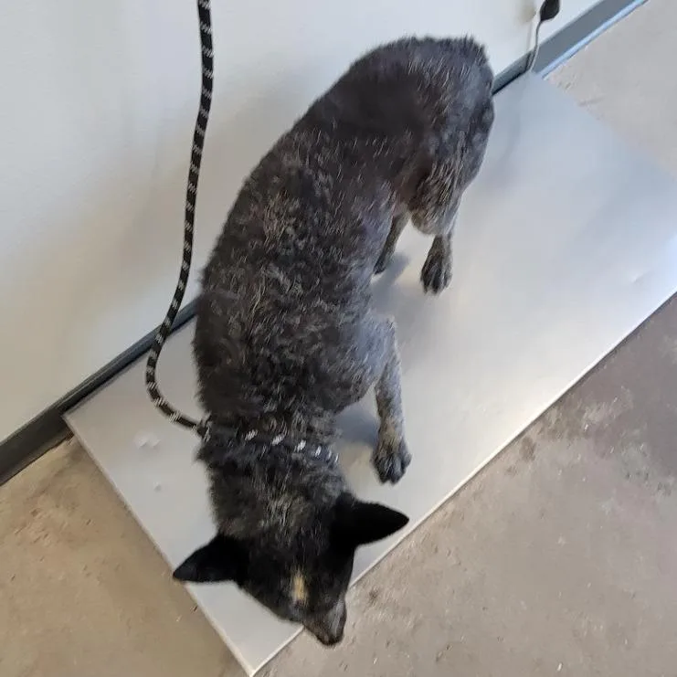 An adult medium-sized male Gray / Blue / Silver Mixed Breed dog named Max for adoption in Las Cruces, NM