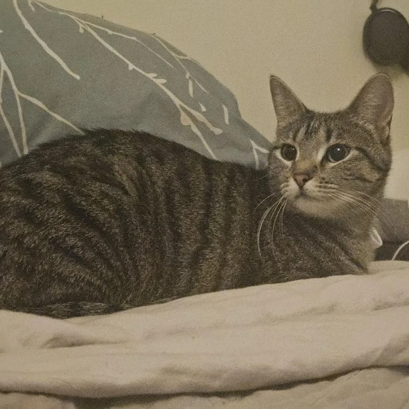 An adult large-sized female Brown / Chocolate Domestic Short Hair cat named Seance for adoption in Columbia, MO